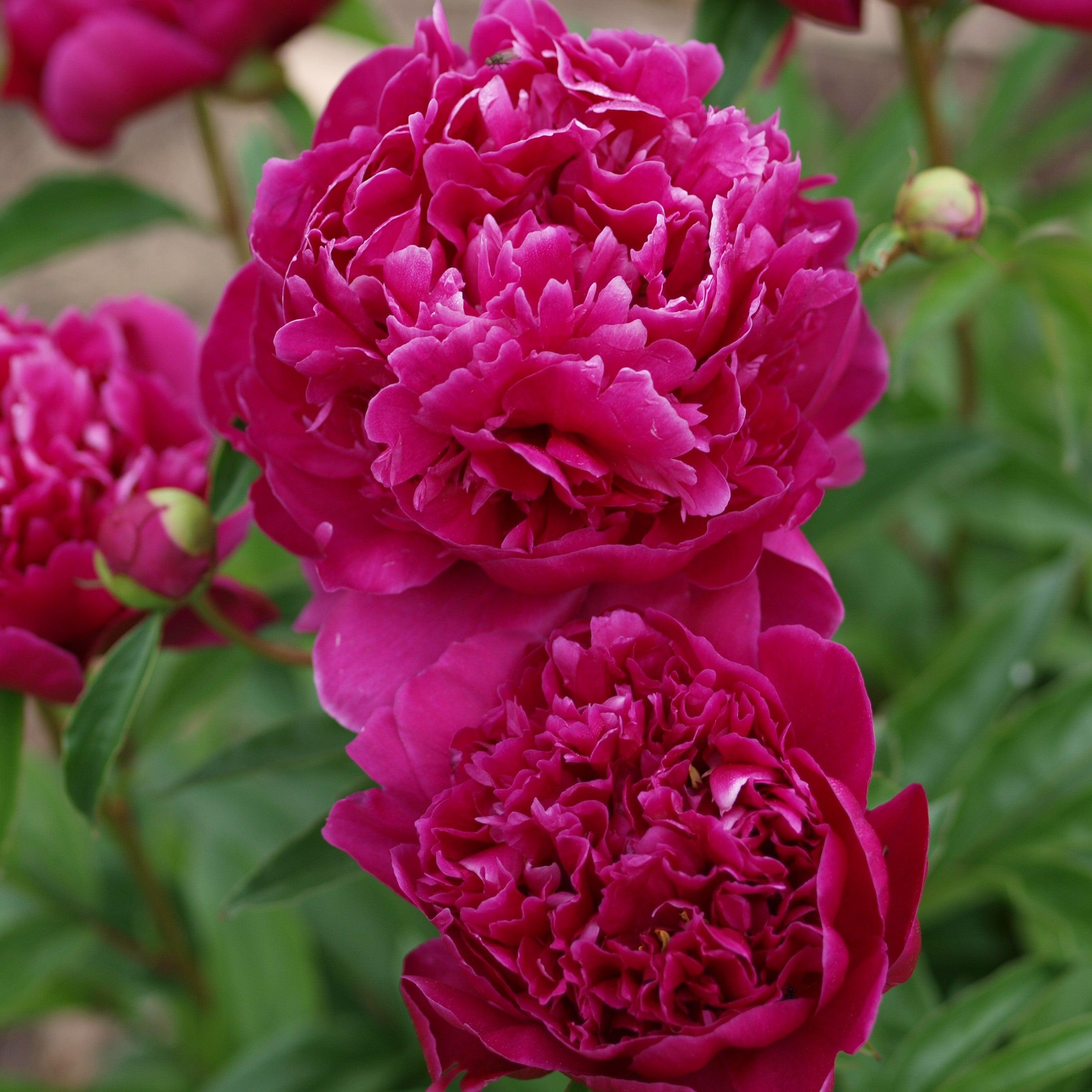 Paeonia lactiflora 'Kansas'  - Kansas Peony