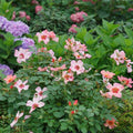 Rosa x 'ChewEyesUp'  - Ringo All-Star™ Rose