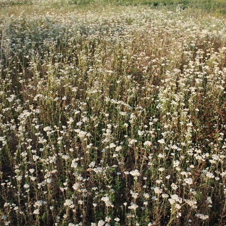 Achillea millefolium  - Common Yarrow