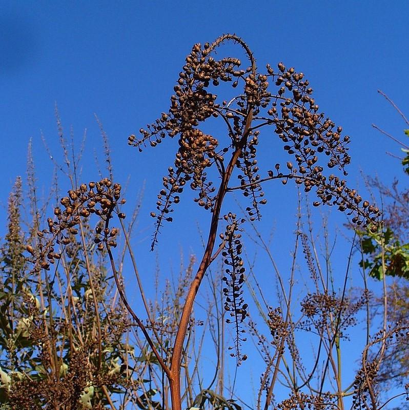 Actaea racemosa  - Black Cohosh