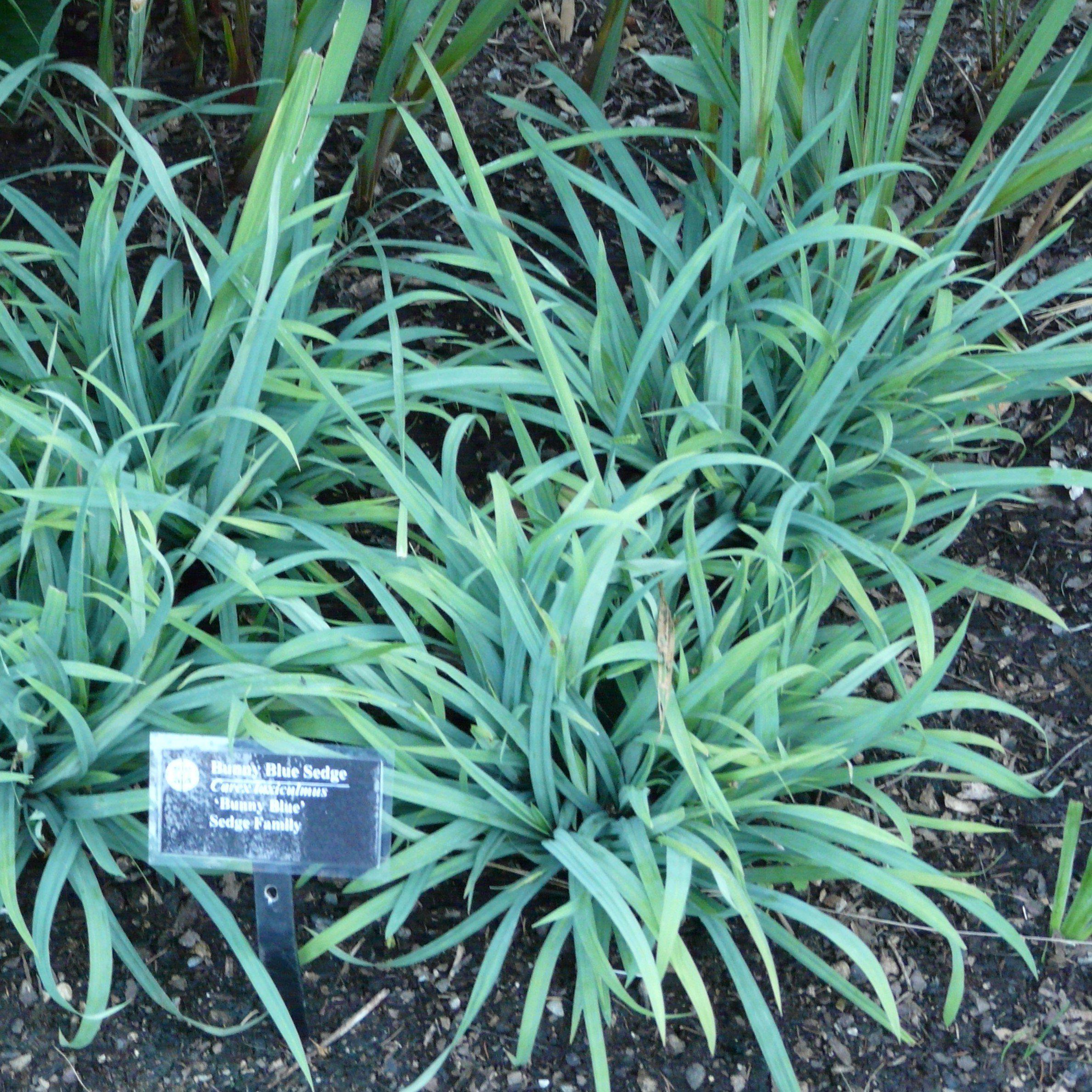 Carex laxiculmis 'Hobb'   - Blue Bunny Sedge