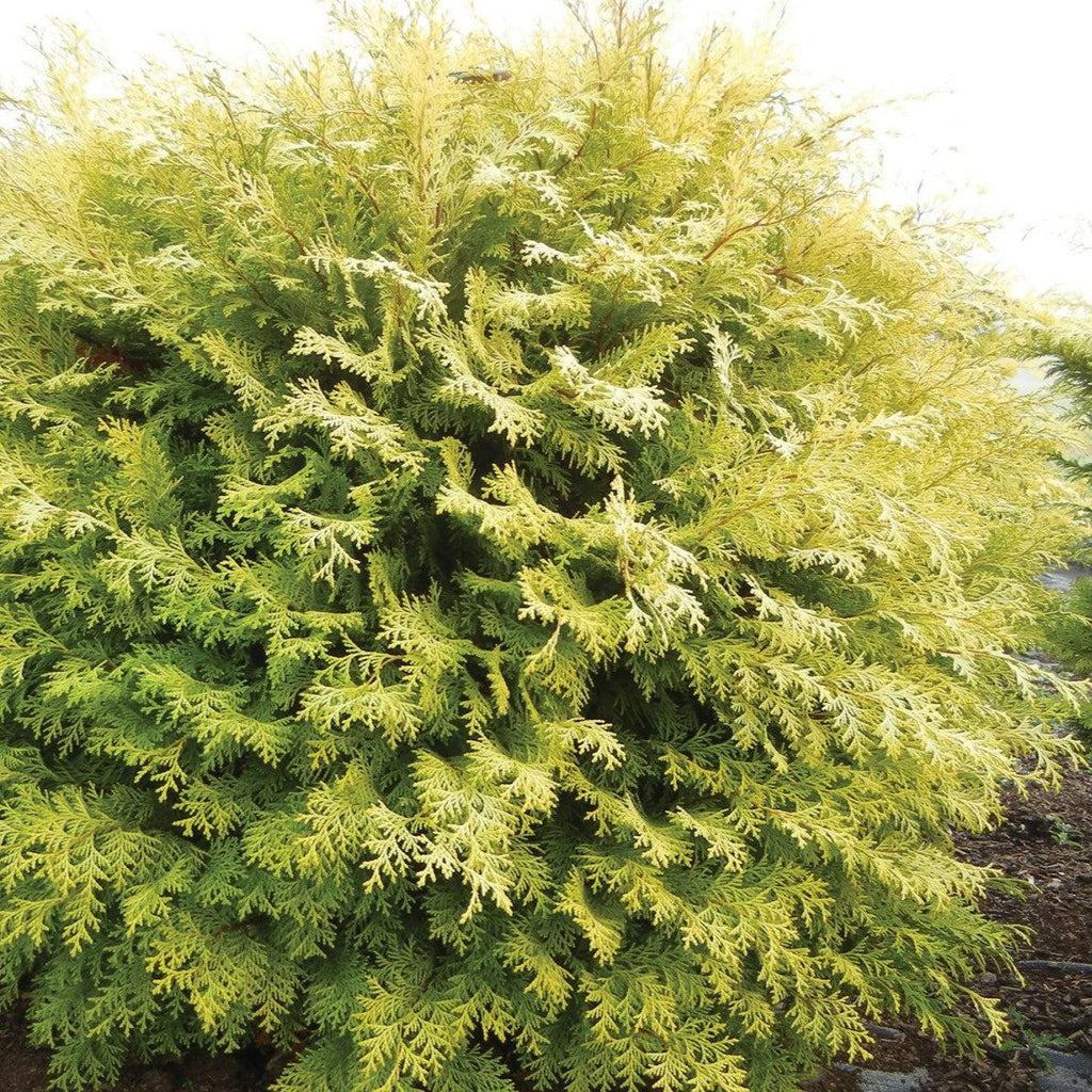 Chamaecyparis obtusa 'Conschlecht'  - Night Light™ Cypress