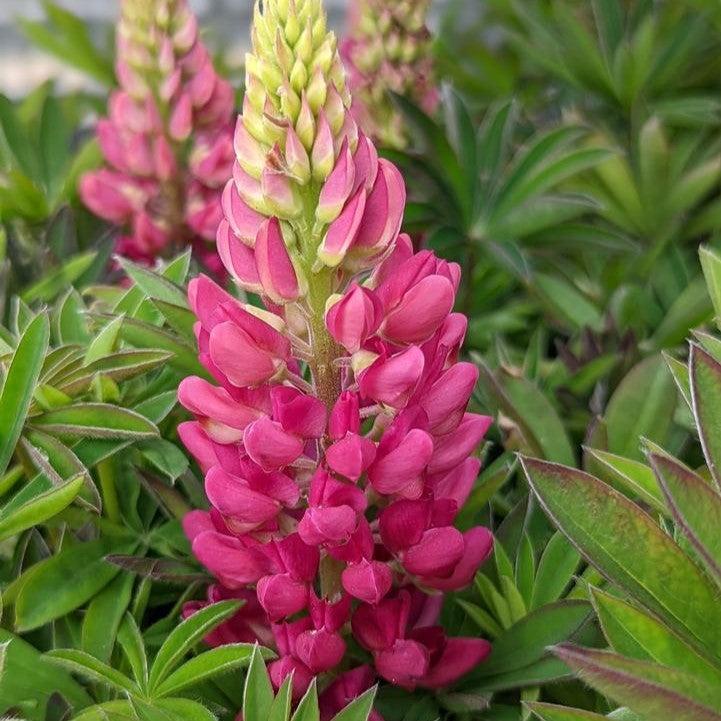 Lupinus polyphyllus 'Lupini Red Shades'  -  Lupini Red Shades Lupine