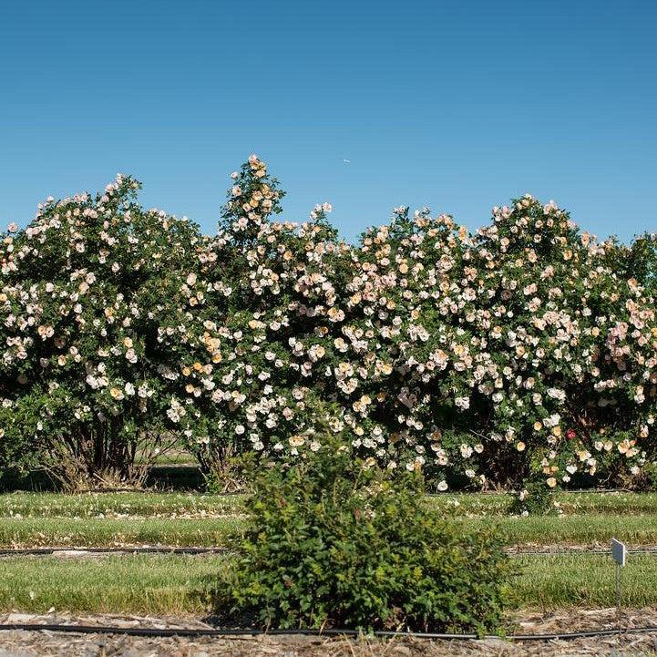 Rosa 'ZLEEltonStrack' PP24,463  - Rosa Above and Beyond™ Climbing Rose