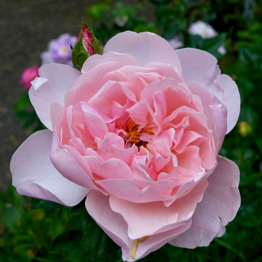 Rosa 'Ausgrab'  - The Alnwick® Rose