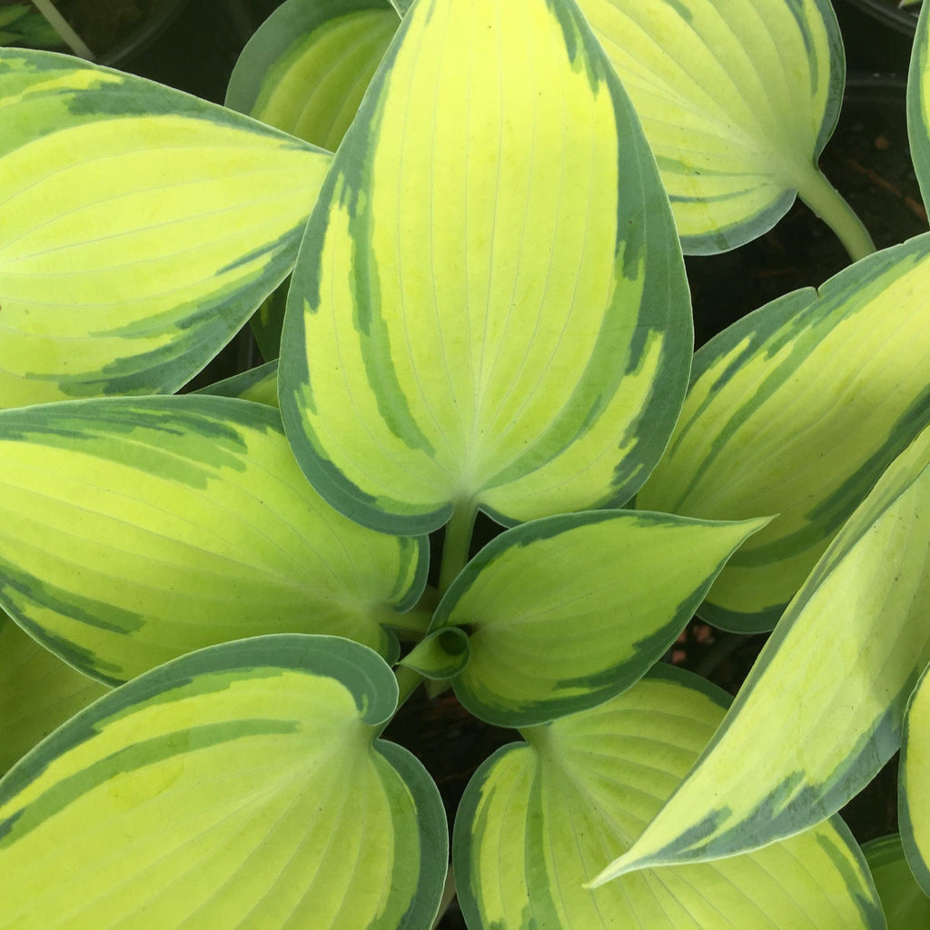 Hosta 'June'  - June Hosta
