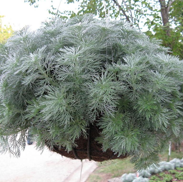 Silver Mound Wormwood (Artemisia schmidtiana) — Aromatic Silver Foliage Perennial