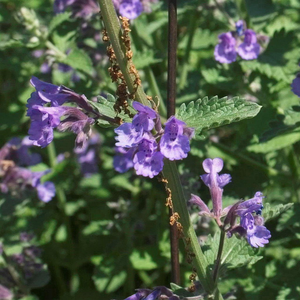 Nepeta racemosa 'Walker's Low'  - Walker's Low Catmint