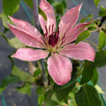 Clematis 'Evipo098'  - Sarah Elizabeth™ Clematis