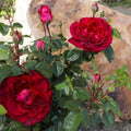 Rosa 'True Spirit'  - True Spirit Rose