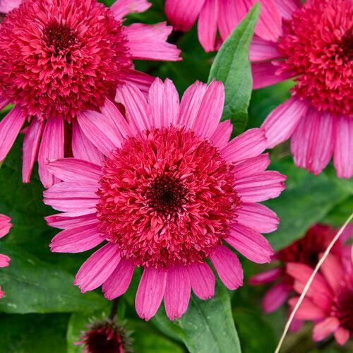 Echinacea 'Raspberry Beret'  - Double Coded® Raspberry Beret Echinacea