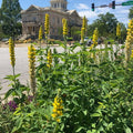 Thermopsis villosa  - Carolina Lupine