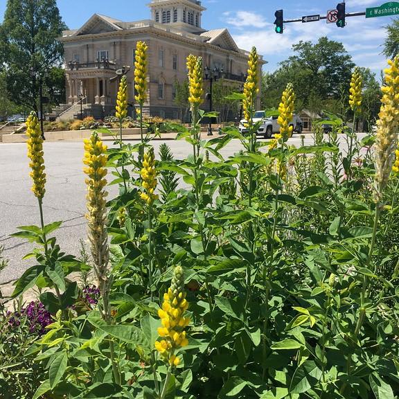 Thermopsis villosa  - Carolina Lupine