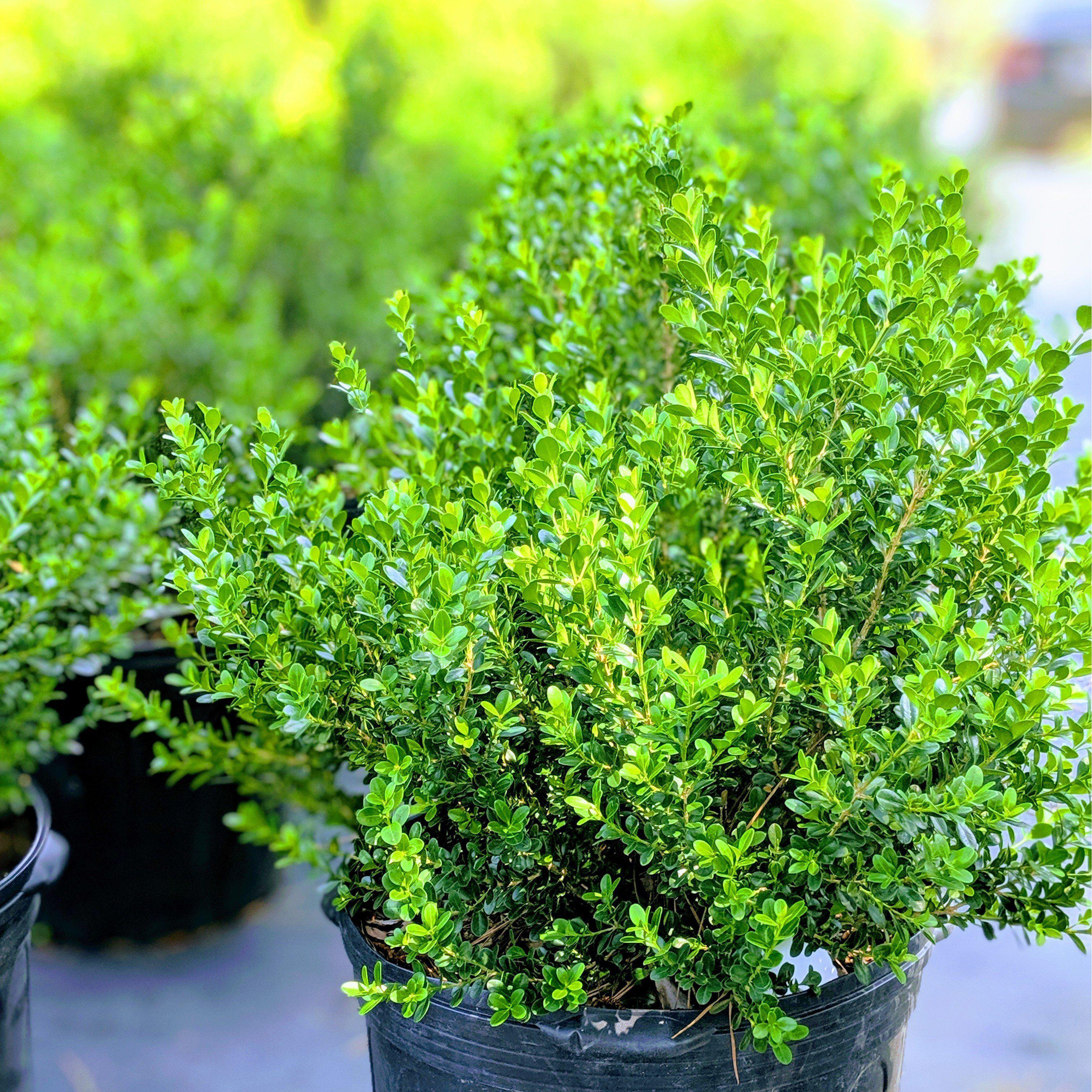 Buxus microphylla japonica 'Gregem'  - Baby Gem™ Boxwood