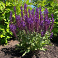 Salvia x nemorosa 'Balsalpur154'  - Perpetual Purple™ Meadow Sage