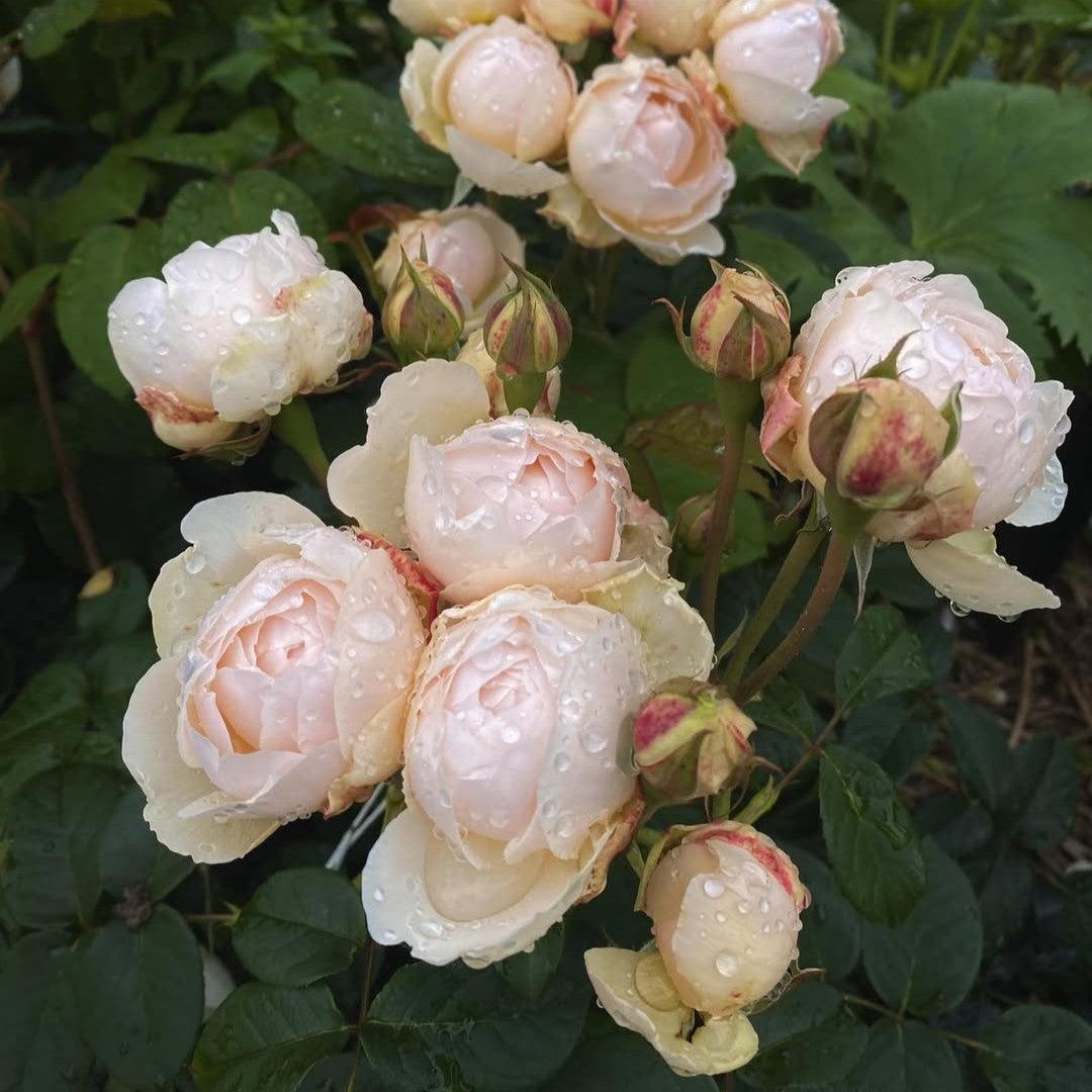 Rosa 'Aushomer'  - Windermere Rose