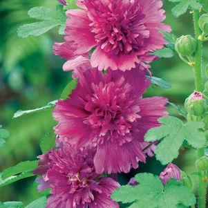 Alcea rosea 'Spring Celebrities Purple'  - Spring Celebrities™  Purple Hollyhock