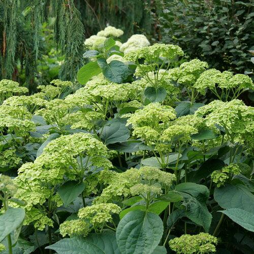 Hydrangea arborescens 'SMNHRL' PP34,418  - Invincibelle Sublime™ Smooth Hydrangea