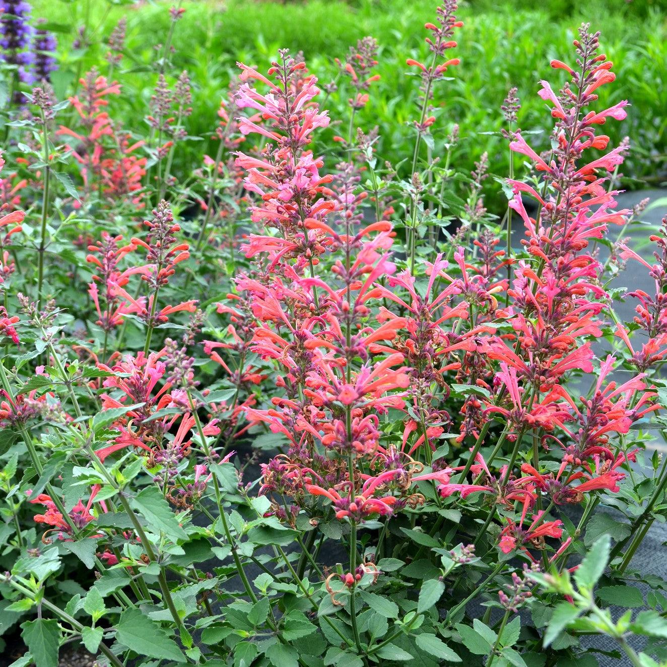 Agastache ‘Kudos Coral’  - Kudos™ Coral Hummingbird Mint, Hyssop