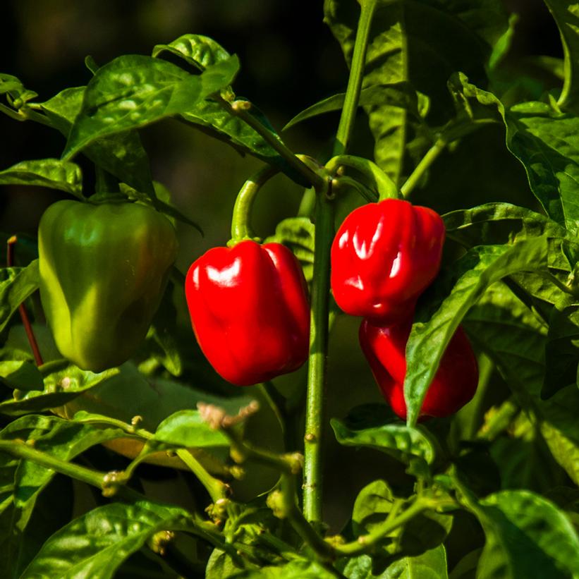 Capsicum annuum 'Red Habanero'  - Red Habanero Pepper