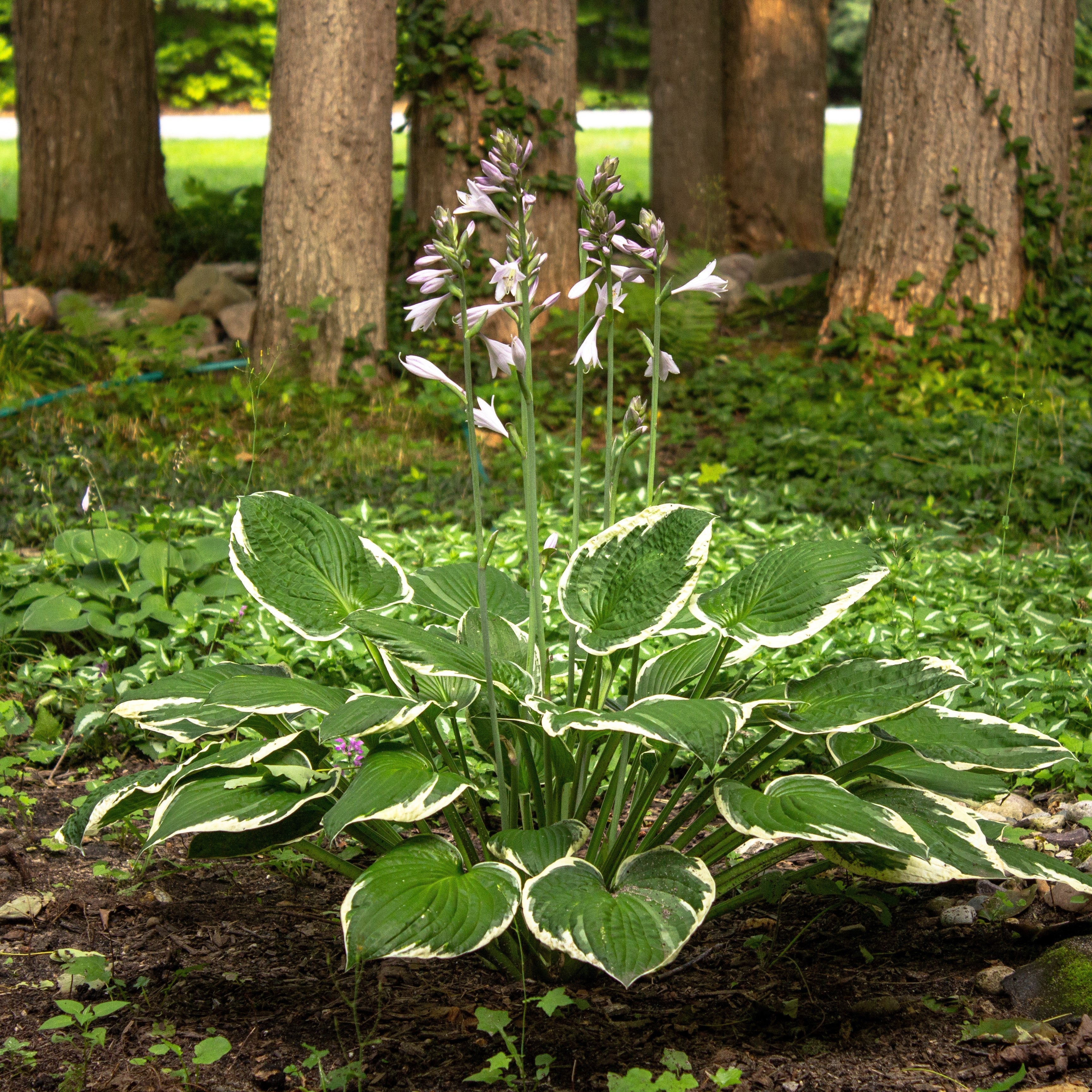 Hosta 'Patriot'  - Patriot Hosta