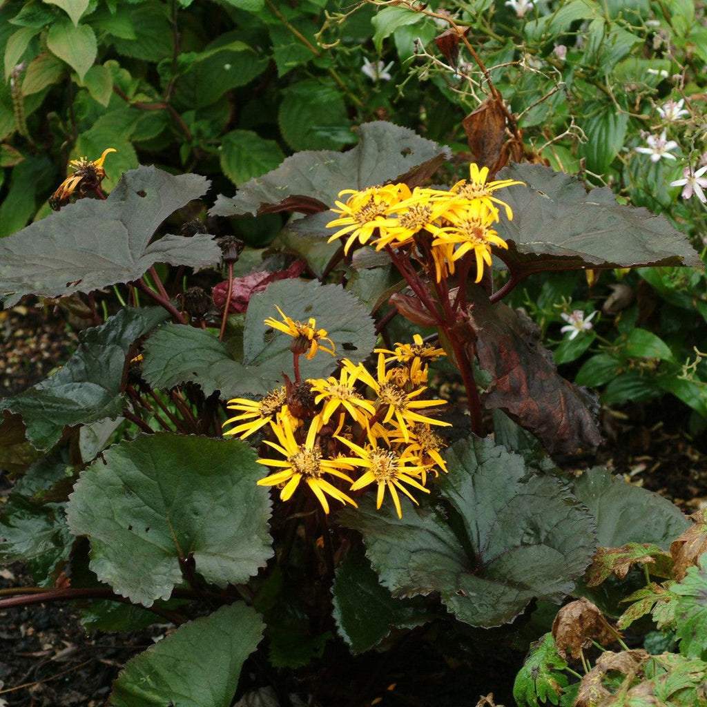 Ligularia dentata 'Britt-Marie Crawford'  - Britt-Marie Crawford Leopard Plant