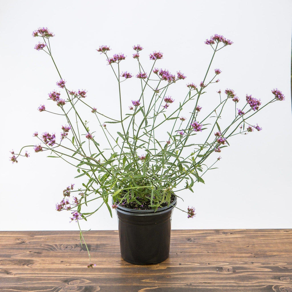 Verbena bonariensis 'Lollipop'   - Lollipop Verbena