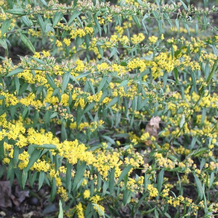 Solidago caesia  - Blue-stemmed Goldenrod