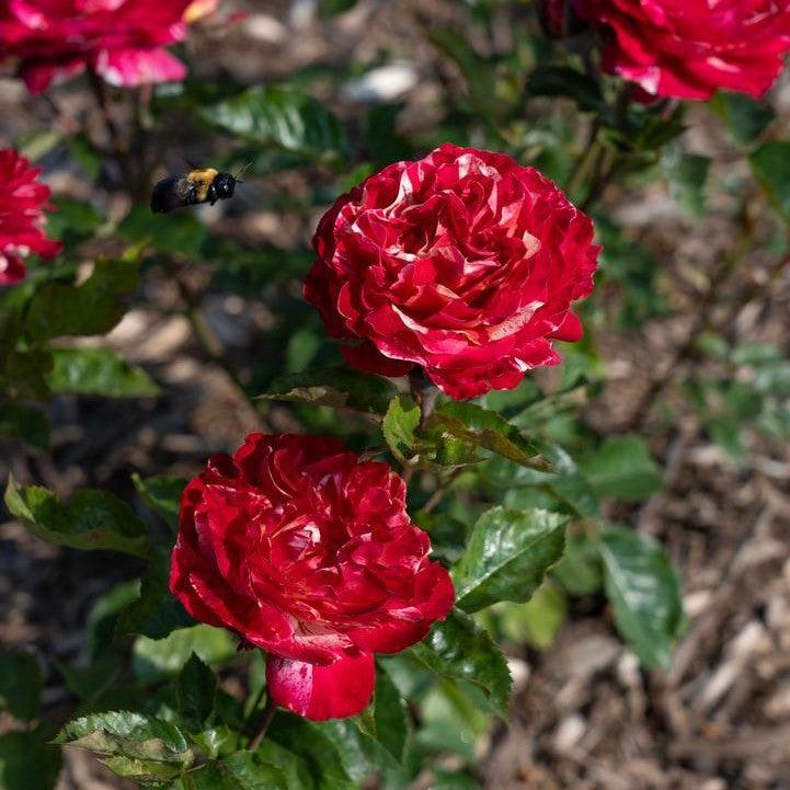 Rosa 'Meiwentar'  - Winning Streak™ Rose