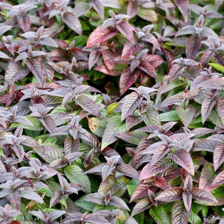 Monarda bradburiana 'Midnight Oil'  - Midnight Oil Bee Balm