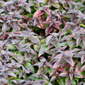 Monarda bradburiana 'Midnight Oil'  - Midnight Oil Bee Balm