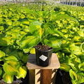 Hosta 'Avocado'  - Avocado Hosta