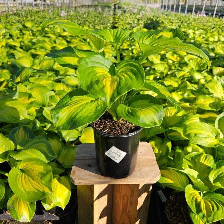 Hosta 'Avocado'  - Avocado Hosta