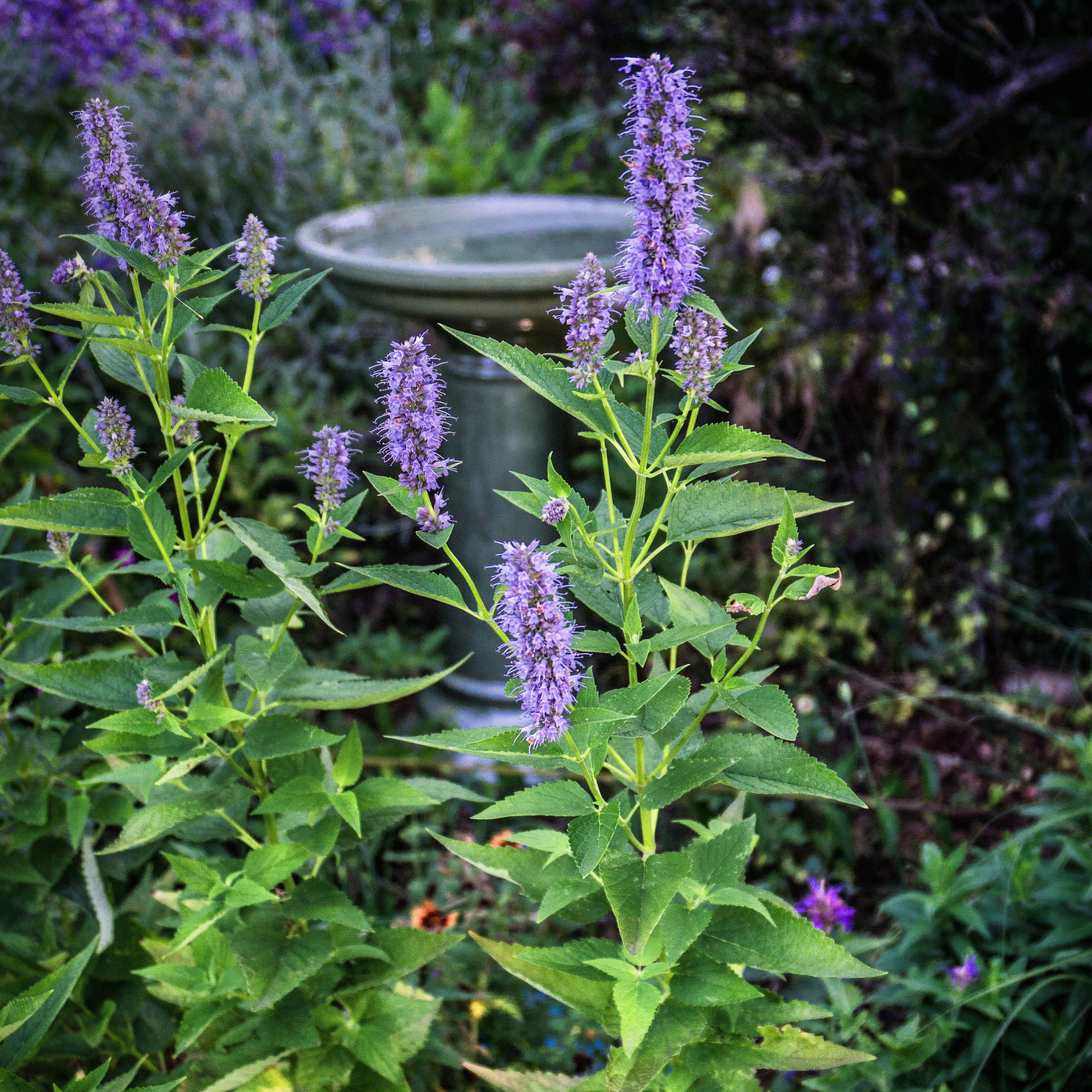 Agastache x 'Black Adder'  - Black Adder Giant Hyssop