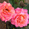 Rosa 'Johnago'  - Chicago Peace® Rose