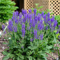 Salvia 'Indiglo Girl'  - PW® Color Spires® Indiglo Girl Salvia
