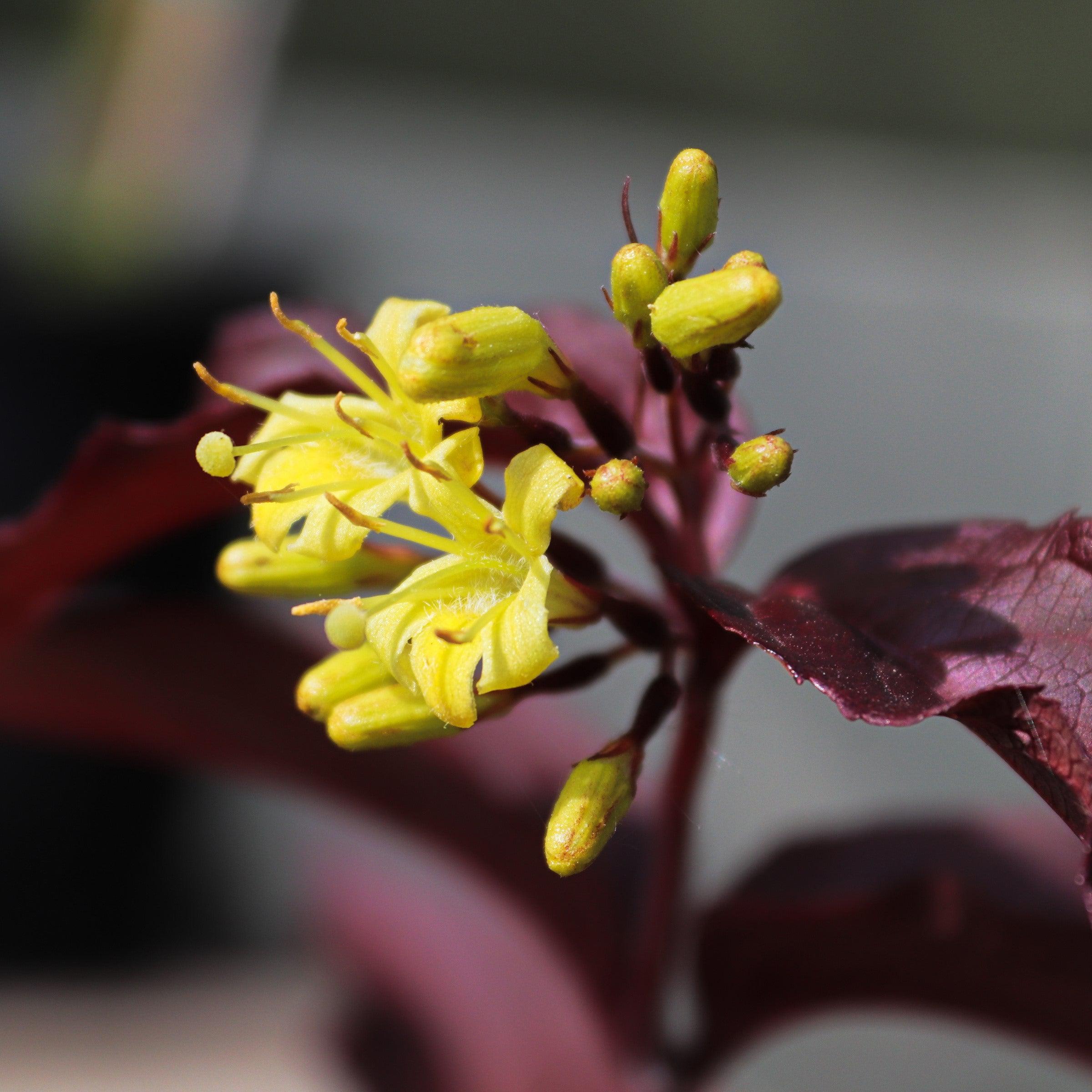 Diervilla x splendens 'El Madrigal'  - Bloomin' Easy® Firefly™ Nightglow™ Bush Honeysuckle