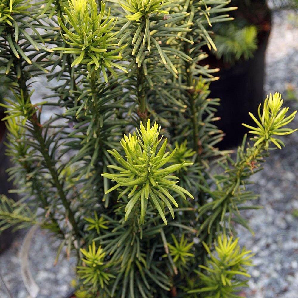 Cephalotaxus harringtonia 'Fastigiata'  - Upright Japanese Plum Yew