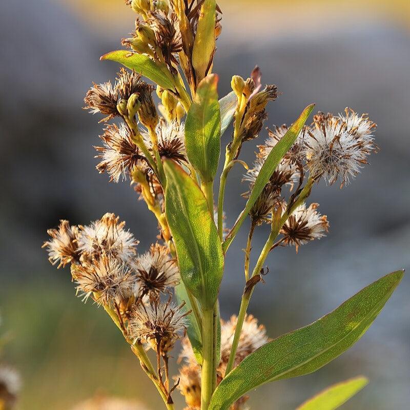 Solidago sempervirens  - Seaside Goldenrod