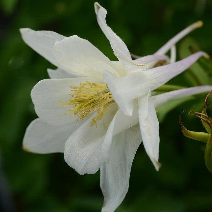 Earlybird White Columbine (Aquilegia) — Native Hummingbird Wildflower Perennial