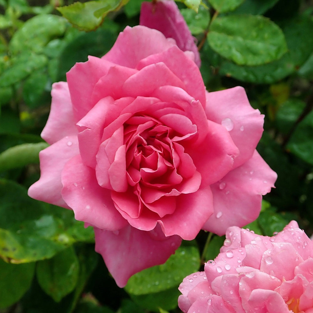 Rosa 'Auslot'  - Sophy's Rose
