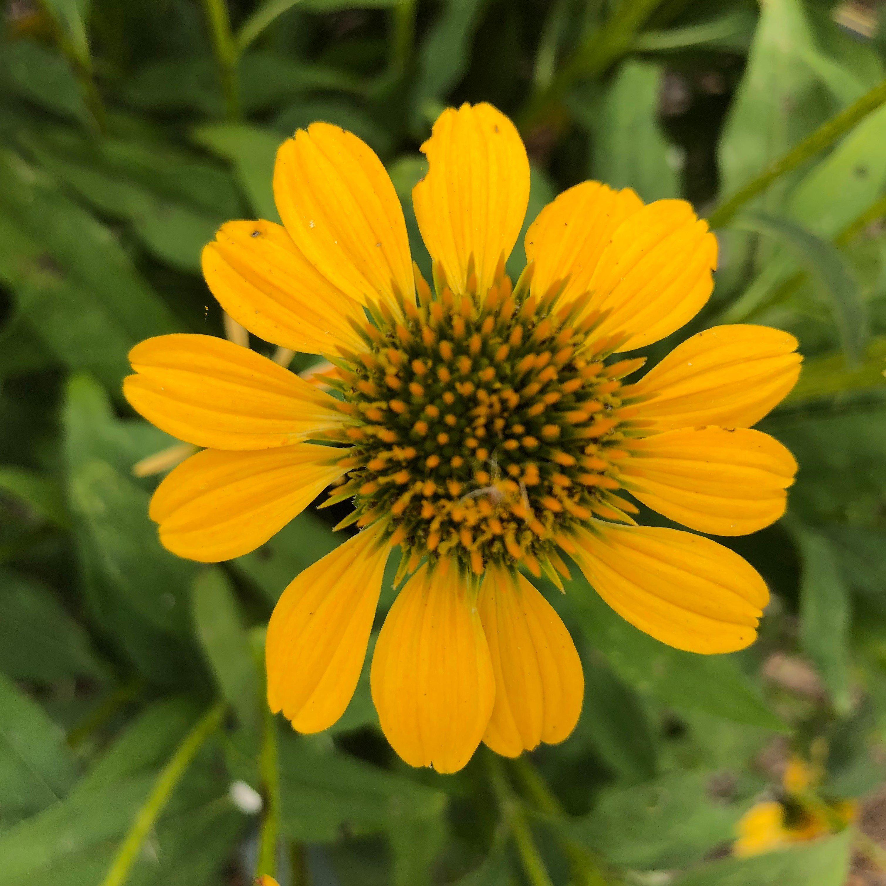 Echinacea x 'Balsomemyim'  - Sombrero® Lemon Yellow Improved Coneflower