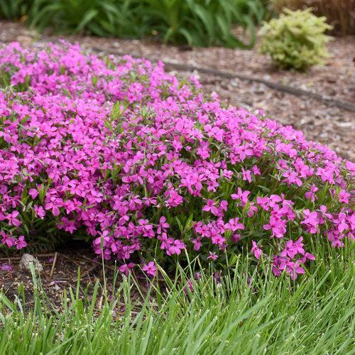 Phlox x 'Magenta Sprite'  - PW® Magenta Sprite Phlox