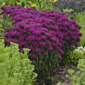 Monarda 'Grape Gumball' PP27498  - Sugar Buzz® Grape Gumball Bee Balm