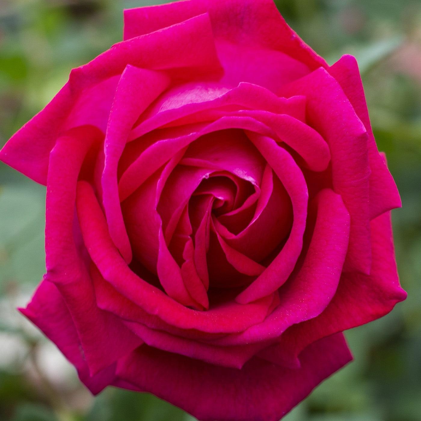 Rosa 'Meithatie' PP 30,860  - Bloomables® Sweet Spirit™ Rose
