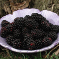 Rubus fruticosus 'Chester'  - Chester Thornless Blackberry