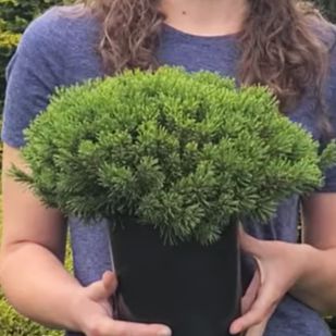 Pinus mugo 'Slowmound'  - Slowmound Mugo Pine