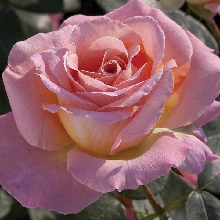 Rosa 'Meibderos'  - Elle® Rose