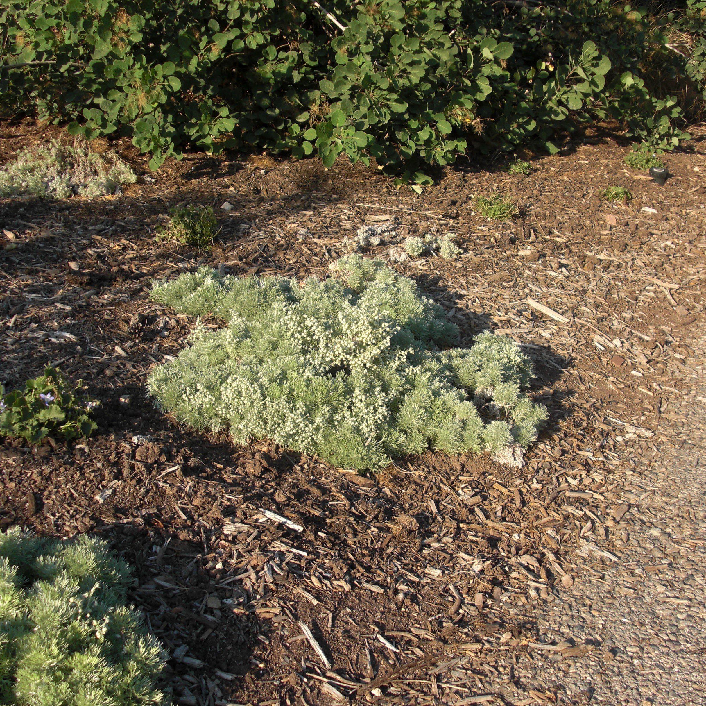 Silver Mound Wormwood (Artemisia schmidtiana) — Aromatic Silver Foliage Perennial