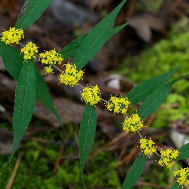 Solidago caesia  - Blue-stemmed Goldenrod
